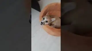 АХАЗАХА ЕГО ВЗГЛЯД В КОНЦЕ