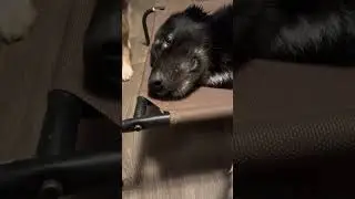 Rollo Has A Mid Life Crisis After Bath