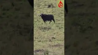 Viral Video: Buffalo chases Lion | Masai Mara | Kenya | Africa | Wildlife