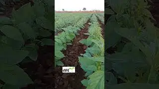 તલ ની ખેતી 🌾 ખેતીવાડી 🌾 ખેડૂત