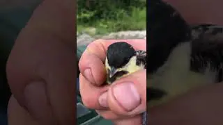 Вот кто прилетел в гости😁 очень доверчивый птенчик👍