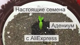 купить семена адениума алиэкспресс