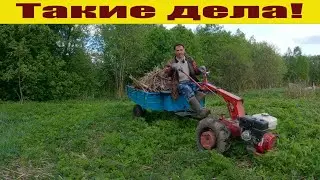 Расширяю пастбище  пастбище, утренняя дойка, с огородом все!  Жизнь в деревне!