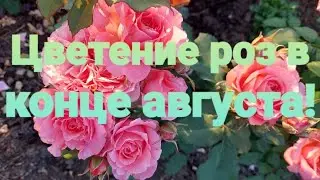 Цветение роз в конце августа!