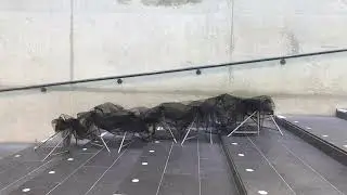 The centipede Architectural Expression 2019
