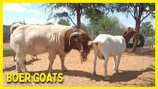 ✅ Boer Goats FARM Langkloof Game FARM