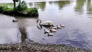 Swan family with seven cygnets 🤩