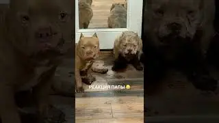 ЗАСРАНЦЫ 🤯🤯🤯 КОМУ ЗНАКОМО ??? 😂😂😂 