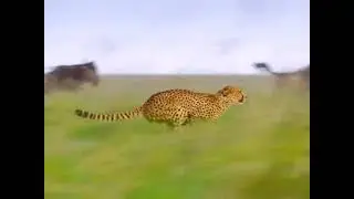 телёнка