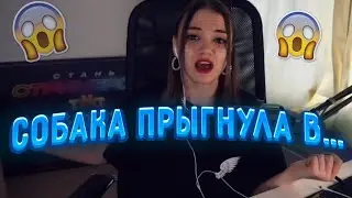 Моя СОБАКА прыгнула прямо в... Вика была в шоке || Нарезка Стрима VikaMccline