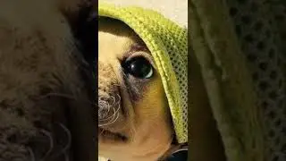 Чи потрібний собаці головний убір в спеку