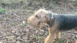 Pump it (TikTok version)