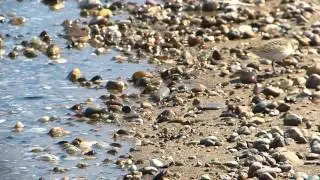 Sanderlings