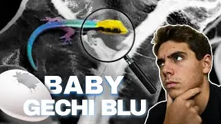 BABY KLEMMERY || Che fine hanno fatto…?