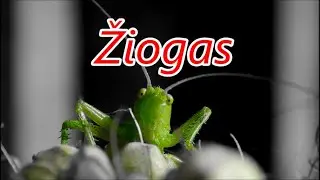 žiogas