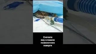 Котеньке сломали позвоночник. Прошу, помогите оплатить передержку😭