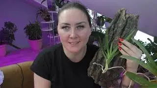 Моя ВАНДА !!!! Я решила посадить ВАНДУ на блок