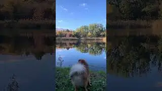 My dog has a day off …. #autumn #happy #poltava #shpitz #полтава #dogs #pubgmobilelite #top