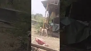 pitbull dog barking #shorts