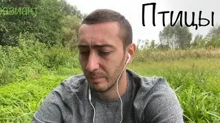 Птицы