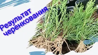 Результат апрельского черенкования гортензий и хвойных.