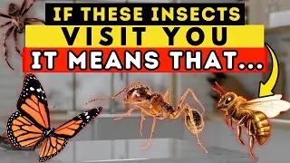 Discover the Spiritual Meaning of Insects in Your Home. It's Amazing! 🐜🏠
