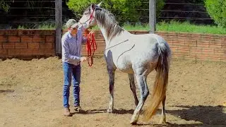 Essential Ground Work Exercise #5 (Stepping Across The Hind End)