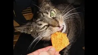 Закусывай братуха !