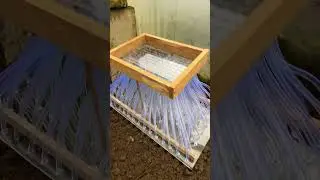 Висів редискі