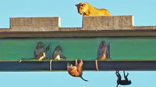 Baboons Hang on to Bridge for Dear Life to Avoid Lions