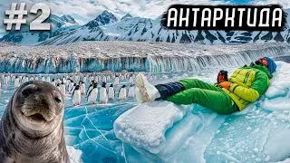 Антарктида. Путешествие на край света. Пингвины, тюлени и киты.