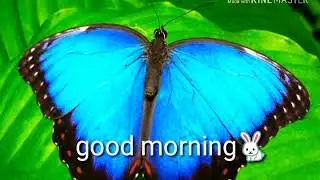 Good morning gif