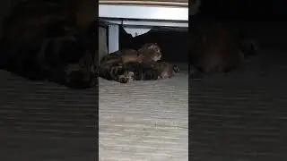 Наконец нашла самое укромное местечко