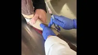 Cephalic Venous Access in the Dog
