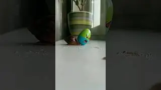 angry egg 