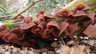 Wood Ears, Cloud Ears, Auricularia auricula-judae