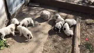 Щенки едят, папка поёт