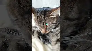 Untitled video