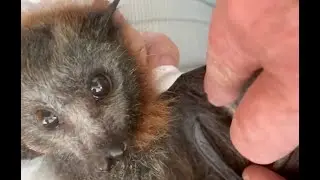 Injured young flying-fox recovers and is released:  Tinuviel's story