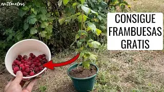 Get FREE RASPBERRIES: how to grow raspberry and reproduce it
