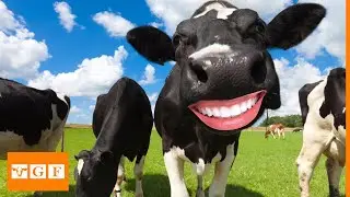 Happy Cows in the Highland