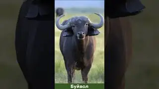 Большая Африканская Пятёрка