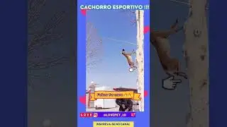 Cachorro olimpico #shorts