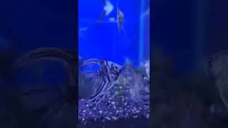 #aquarium
