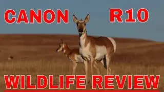 CANON R10 WILDLIFE REVIEW