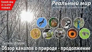 Обзор интересных каналов о природе, часть 2. Запись стрима на канале «Реальный мир» от 23.12.2018.