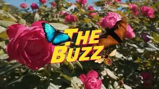 The Buzz