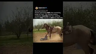 Why do horses bolt when you fall? 🐴
