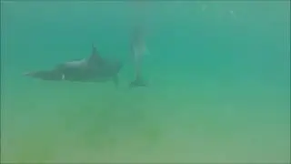 Плаваю с дельфинами в Чёрном море