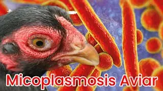 Micoplasmosis aviar ( micoplasma )@elpoderdelpollo2342